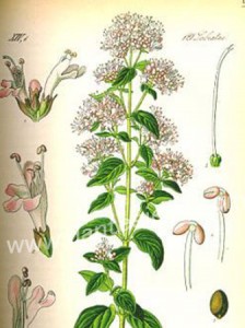 origano (7)